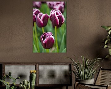 Close up van tulpen