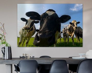 Groep koeien die in de lens kijken van Sjoerd van der Wal