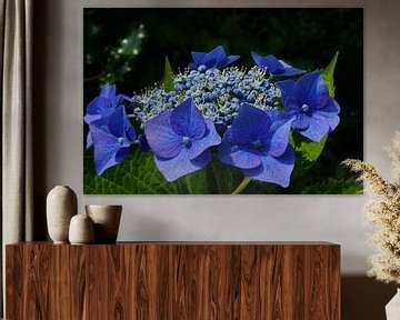 Blue hydrangea by Bennie Eenkhoorn