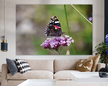 Vlinder op bloemen van Daan Grashoff