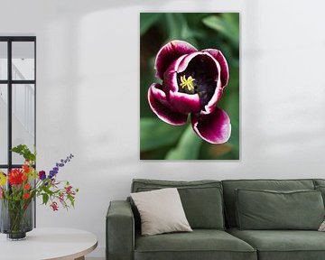 Close up van een tulp