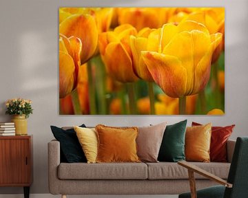 Gele tulpen
