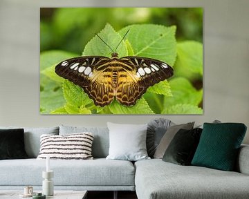 Vlinder op een groen blad von Piebe van den Berg