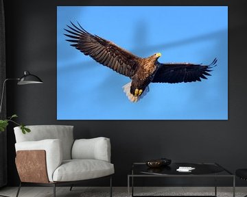 White-tailed eagle or sea eagle hunting in the sky by Sjoerd van der Wal Photography