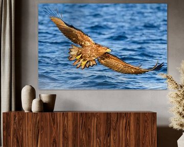 Chasse à l'aigle à queue blanche ou à l'aigle marin sur Sjoerd van der Wal Photographie