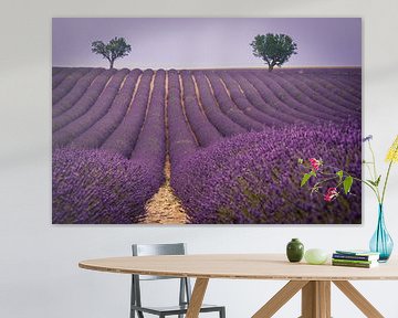 Lavendellandschaft von Pieter van Dieren (pidi.photo)