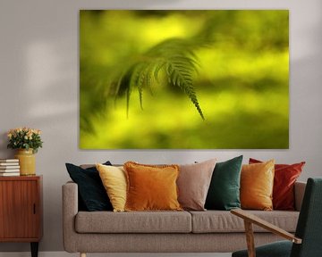 Detail of a fern with a dreamy background by Shot it fotografie