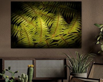 Ferns in the spotlight by Shot it fotografie