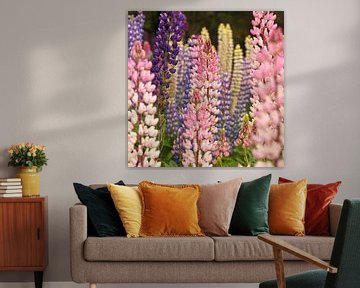 Kleurrijke lupine planten als groep bij elkaar van Shot it fotografie