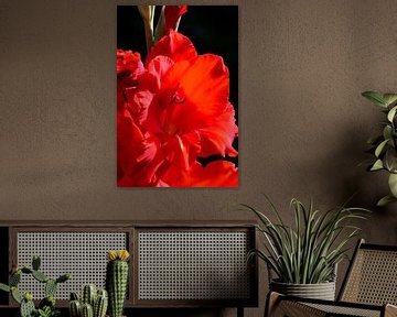 Een rode bloem van een gladiool van Gerard de Zwaan