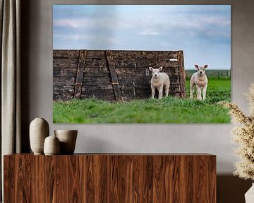Curious lambs on Texel by Texel360Fotografie Richard Heerschap