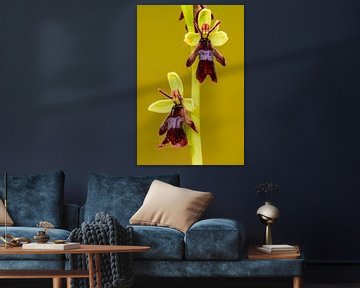 Fly orchid by Douwe Schut