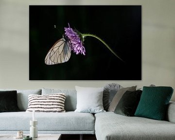 black-veined white by Douwe Schut