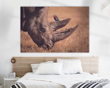 Rhinocéros avec oiseau en milieu naturel