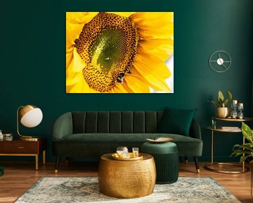 Bumblebee on dewy sunflower by Stijn Cleynhens