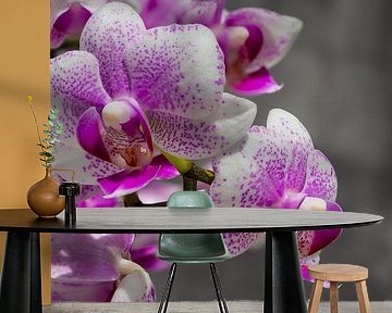 Pink orchid by Stijn Cleynhens