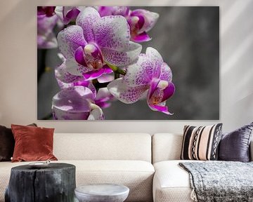Roze orchidee van Stijn Cleynhens