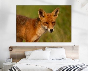 Portret van een rode vos van FatCat Photography