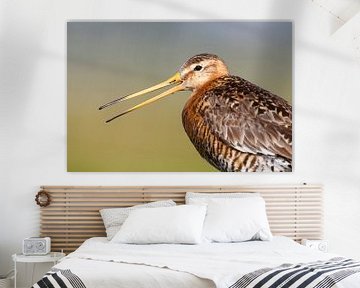 Calling Black-tailed Godwit (Limosa limosa) by AGAMI Photo Agency