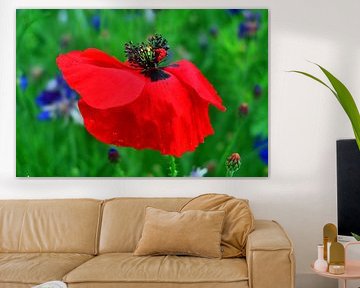 gossip poppy red