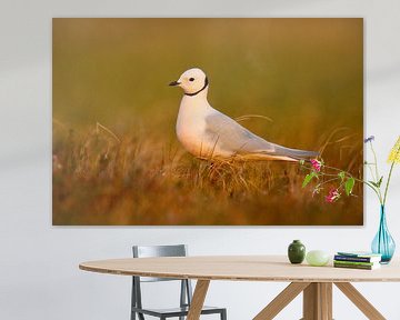 Adult Ross's Gull (Rhodostethia rosea) in summer plumage by AGAMI Photo Agency