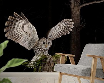 Tawny Owl (Strix aluco) standing on a wooden trunc. by AGAMI Photo Agency