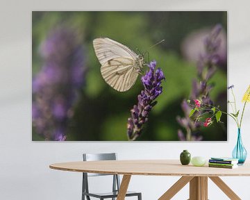 papillon