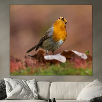 Der Robin von Leon Versaevel