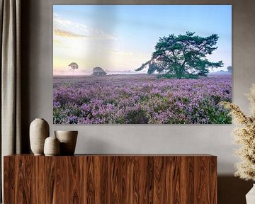 Blooming Heather plants in Heathland landscape during sunrise by Sjoerd van der Wal Photography