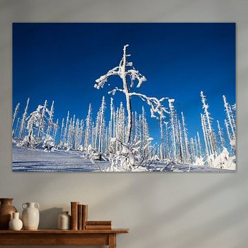 Winter im Böhmerwald