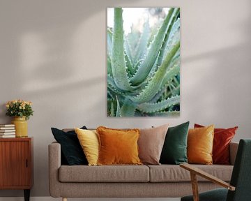 aloe vera plant in ochtend licht van Karel Ham