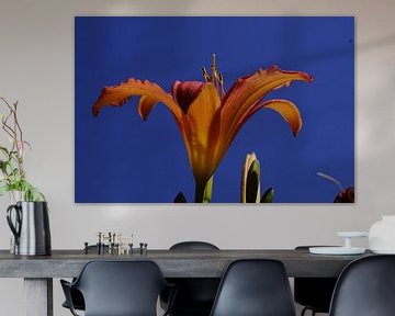 Lily with blue background by Bennie Eenkhoorn