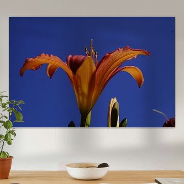 Lelie met blauwe achtergrond