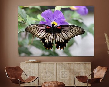 Tropische vlinder op een paarse bloem van W J Kok
