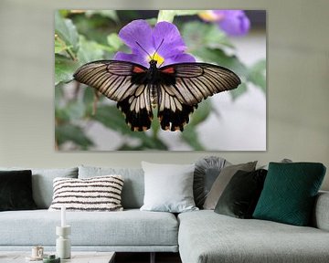 Tropischer Schmetterling auf einer Blume von W J Kok