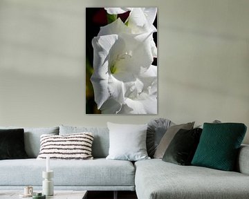 Eine weiße Blume eines Gladiolus