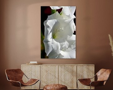 Une fleur blanche d'un Gladiolus sur Gerard de Zwaan