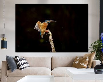 IJsvogel,  Alcedo atthis. Kingfisher