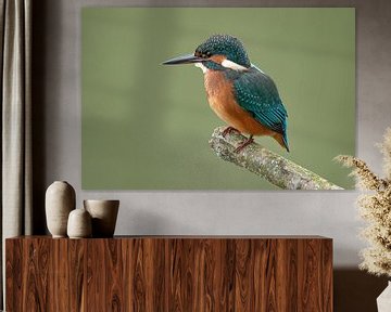 Kingfisher, Alcedo atthis. A Portrait. by Gert Hilbink