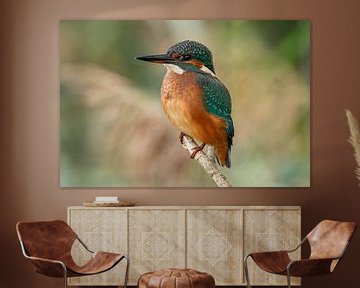 Kingfisher, Alcedo atthis. A Portrait. by Gert Hilbink