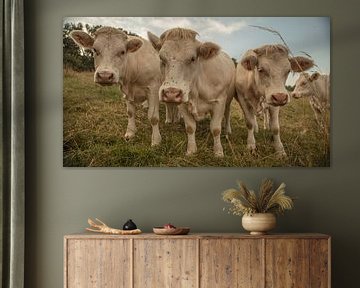 French cows by anne droogsma