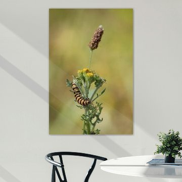 Gelb-schwarze Zebra-Raupe des Jakobsmuschel-Falters