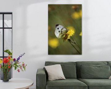 Witje vlinders van Shirley Douwstra