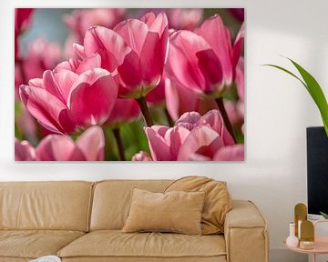 Roze Tulpen in de Keukenhof van Mario Brussé Fotografie