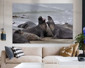 Zee-olifanten van Fred van den Brink