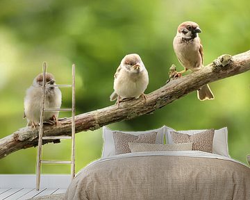 Sparrows on a branch by Erik Veltink fotografie
