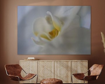 wit orchidee van Remko van der Hoek- Zijdemans
