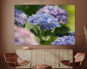 Hydrangea colours by Tania Perneel