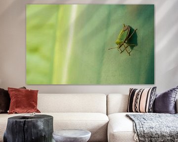 Grüner Käfer mit Sonnenlicht von Stijn Cleynhens