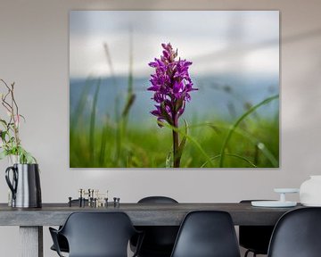 Wilde orchidee van Stijn Cleynhens